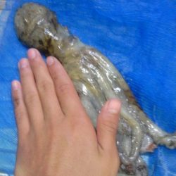 気持ちいい釣り